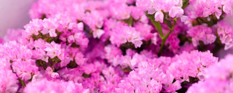 勿忘我花花语是什么 勿忘我花花语是什么