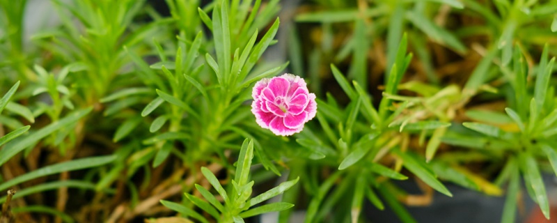 香石竹花语 香石竹花语
