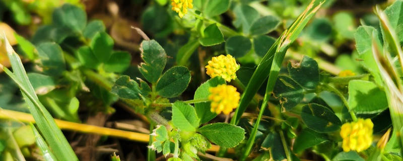 苜蓿花花语 苜蓿花花语
