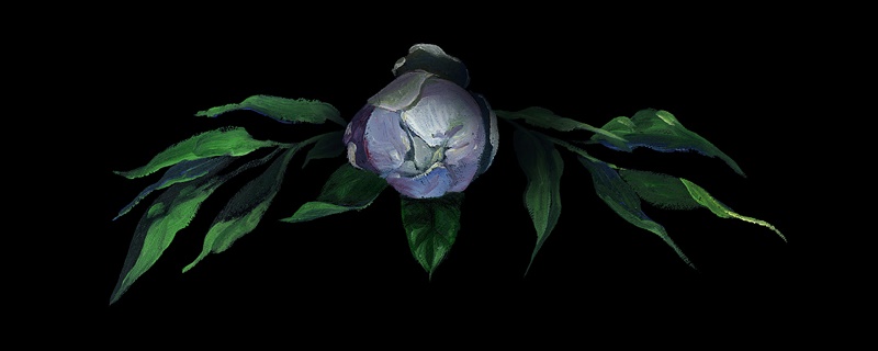 紫牡丹花语 紫牡丹花语
