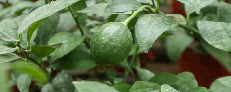 柠檬的花语是什么 柠檬的花语是什么