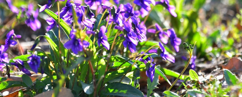 紫花地丁花语 紫花地丁花语