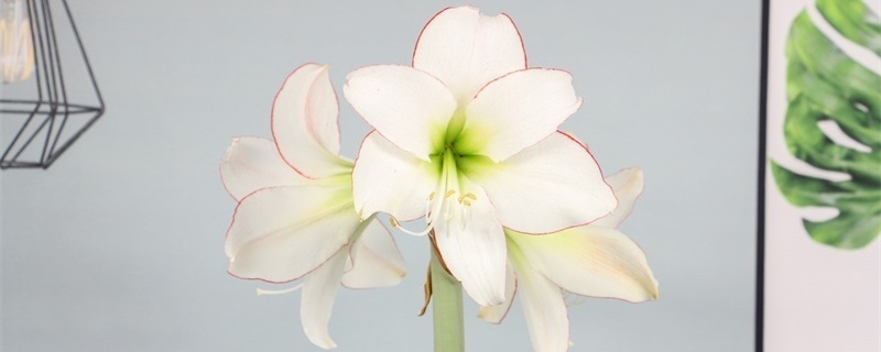朱顶红花语 朱顶红花语
