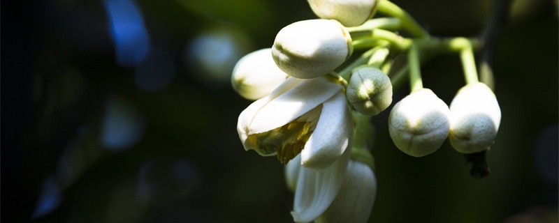 柚子花花语 柚子花花语