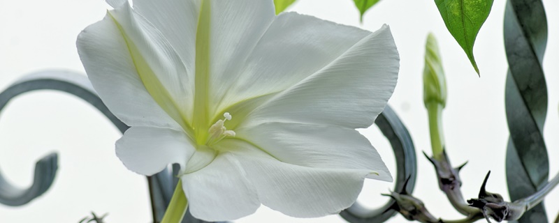 月光花花语 月光花花语