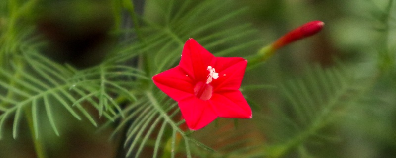 羽叶莺萝花语