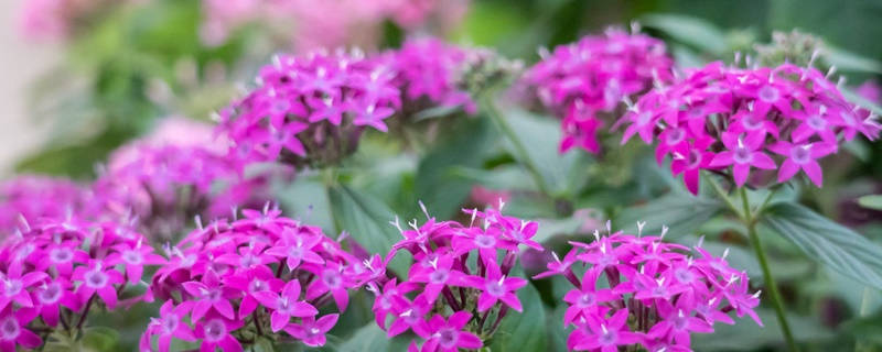 雨伞花花语 雨伞花花语