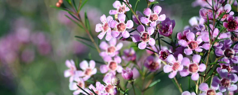 西澳蜡花花语 西澳蜡花花语