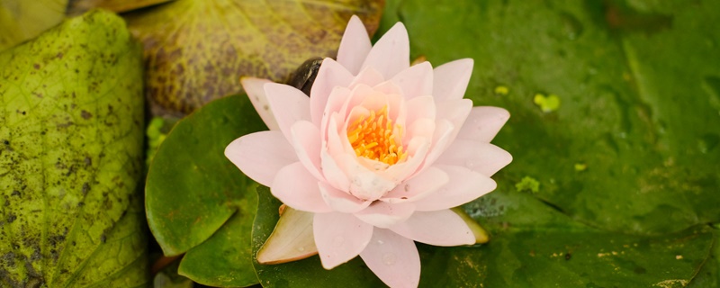 青莲的花语是什么 青莲的花语是什么