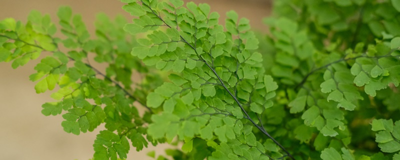 铁线蕨花语 铁线蕨花语