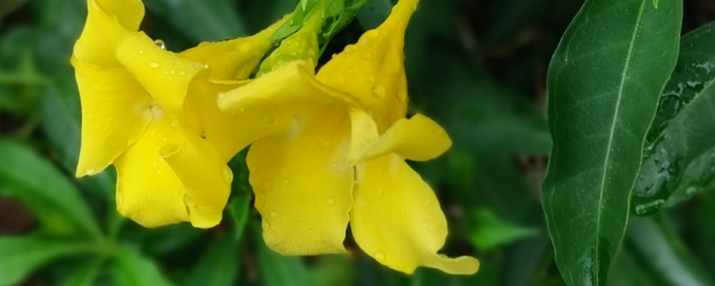 软枝黄蝉花语 软枝黄蝉花语