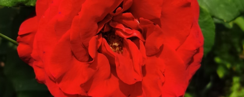 深红蔷薇花的花语 深红蔷薇花的花语