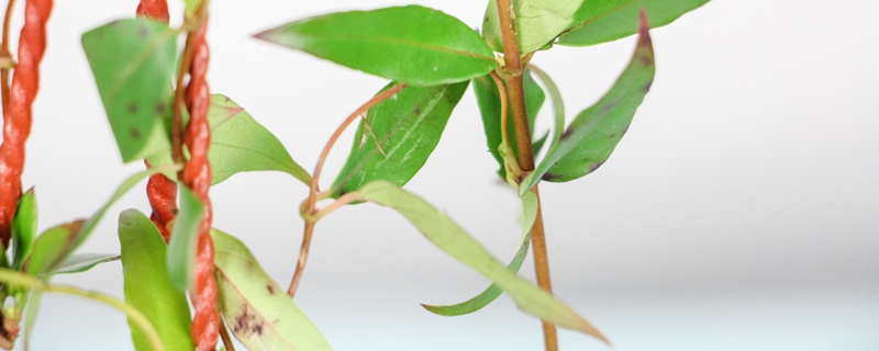 香水茉莉花语是什么 香水茉莉花语是什么