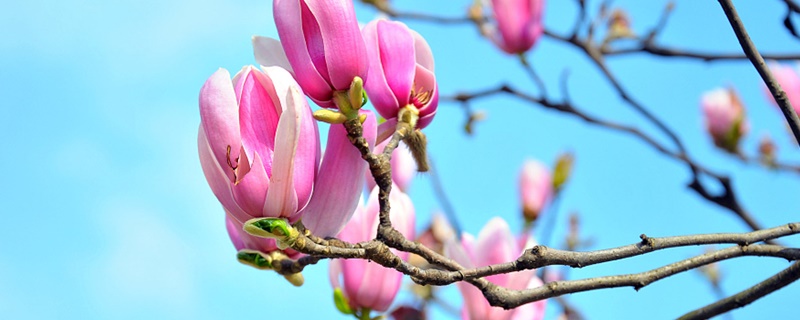 辛夷花花语 辛夷花花语
