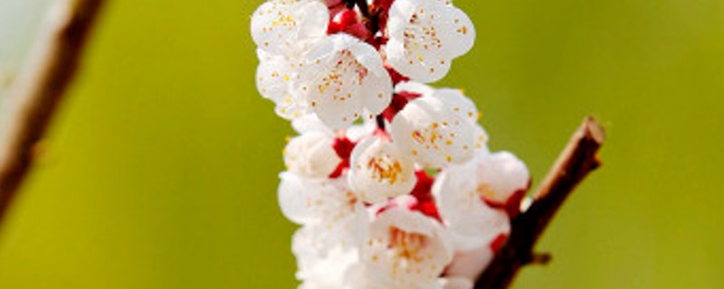 杏花的花语和寓意 杏花的花语和寓意