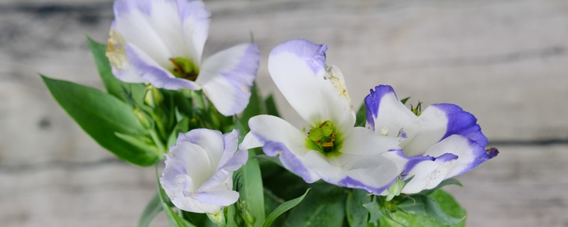 洋桔梗花的花语和传说 洋桔梗花的花语和传说