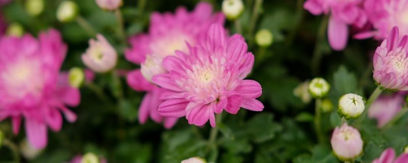 野菊花的花语 野菊花的花语