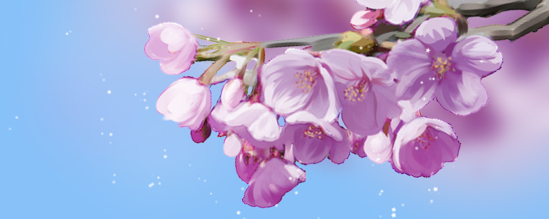 紫色樱花花语 紫色樱花花语