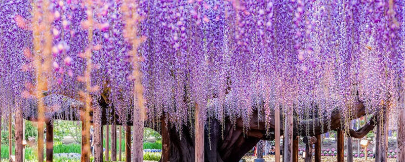 紫藤萝花语是什么 紫藤萝花语是什么