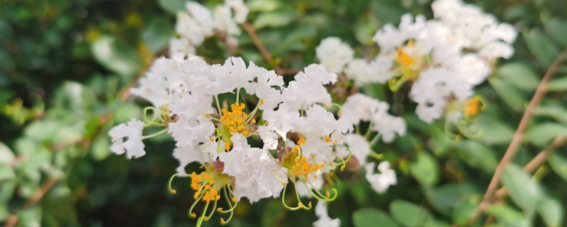 紫薇花花语 紫薇花花语