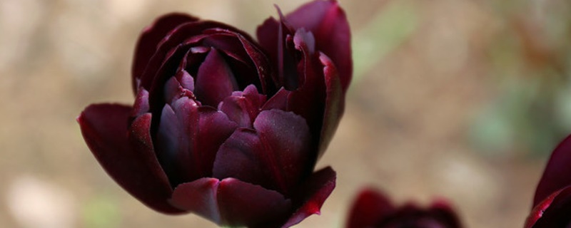 紫郁金香花语和寓意 紫郁金香花语和寓意