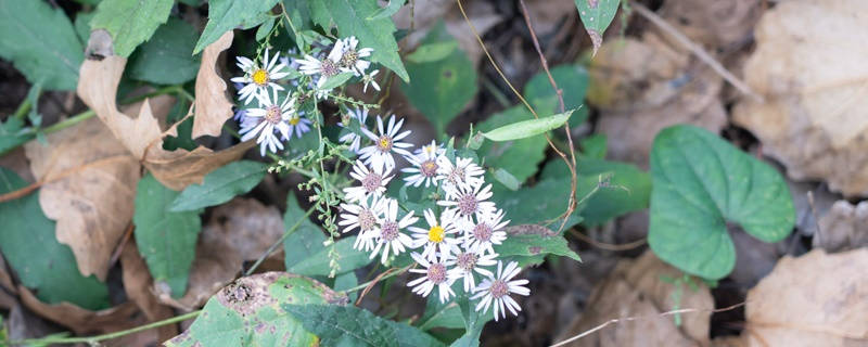 紫苑的花语是什么 紫苑的花语是什么