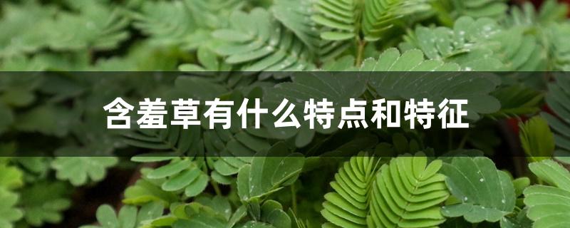 含羞草有什么特点和特征,怎么养护 含羞草有什么特点和特征,怎么养护