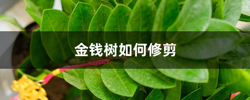 金钱树如何修剪,东倒西歪怎么办 金钱树如何修剪,东倒西歪怎么办