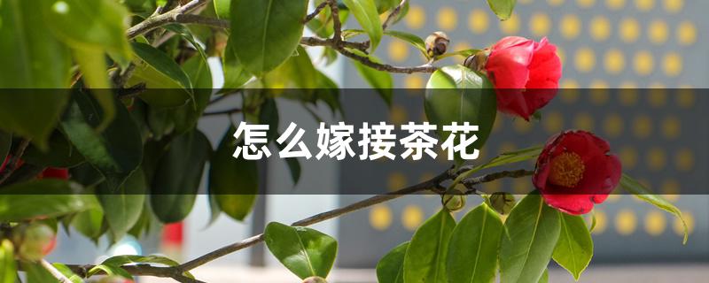 怎么嫁接茶花,嫁接砧木有几种 怎么嫁接茶花,嫁接砧木有几种