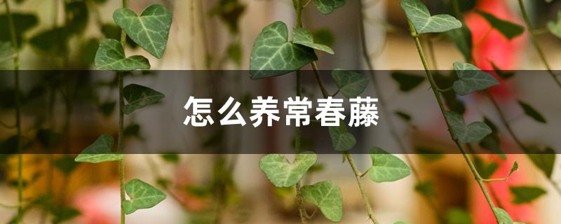 怎么养常春藤,适合养在室内吗 怎么养常春藤,适合养在室内吗