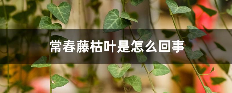 常春藤枯叶是怎么回事,冻了怎么办 常春藤枯叶是怎么回事,冻了怎么办