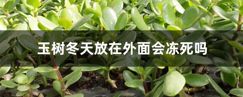 玉树冬天放在外面会冻死吗,过冬怎么养 玉树冬天放在外面会冻死吗,过冬怎么养