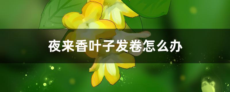 夜来香叶子发卷怎么办,怎么回事 夜来香叶子发卷怎么办,怎么回事