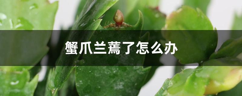 蟹爪兰蔫了怎么办,怎么回事 蟹爪兰蔫了怎么办,怎么回事