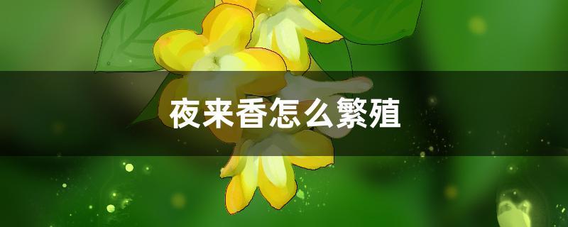 夜来香怎么繁殖,几月扦插好 夜来香怎么繁殖,几月扦插好