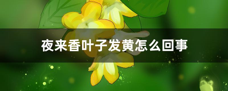 夜来香叶子发黄怎么回事,怎么救活 夜来香叶子发黄怎么回事,怎么救活