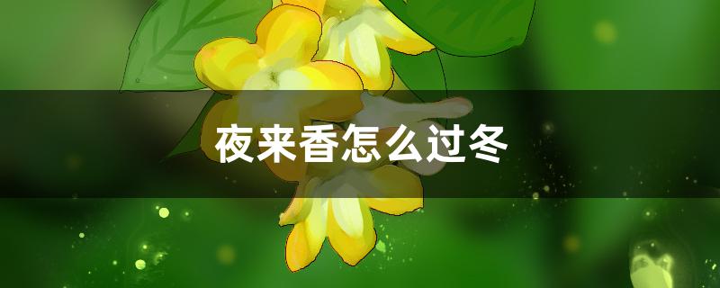 夜来香怎么过冬,冬天能放外面吗 夜来香怎么过冬,冬天能放外面吗