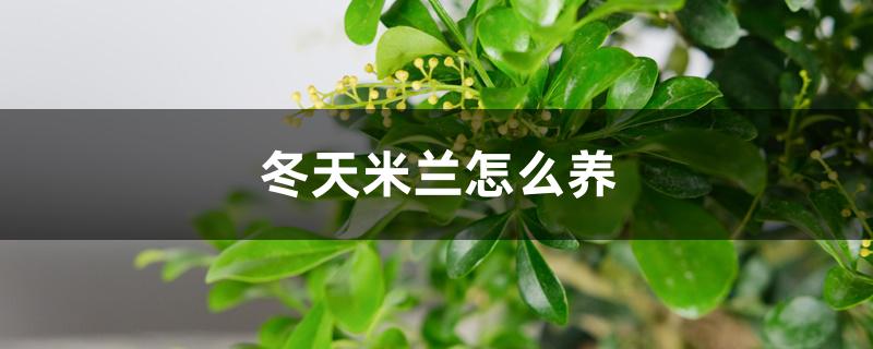 冬天米兰怎么养,冬天用施肥吗 冬天米兰怎么养,冬天用施肥吗