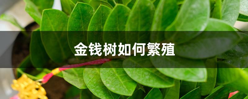 金钱树如何繁殖,叶子怎么扦插 金钱树如何繁殖,叶子怎么扦插