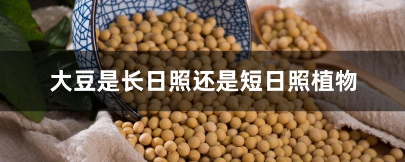 大豆是长日照还是短日照植物,大豆的生长习性 大豆是长日照还是短日照植物,大豆的生长习性
