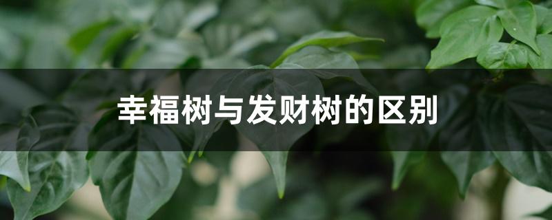 幸福树与发财树的区别,如何养好幸福树 幸福树与发财树的区别,如何养好幸福树