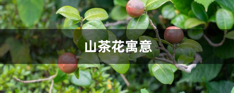 山茶花寓意,象征哪一类人 山茶花寓意,象征哪一类人