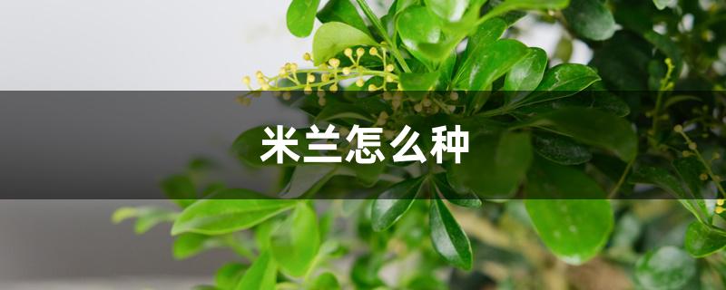 米兰怎么种,适合什么季节种植 米兰怎么种,适合什么季节种植
