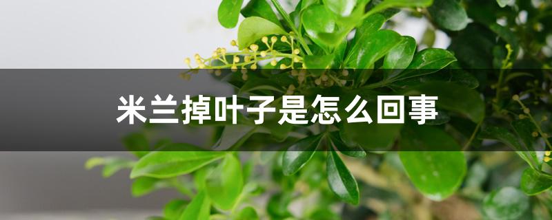 米兰掉叶子是怎么回事,怎么救 米兰掉叶子是怎么回事,怎么救