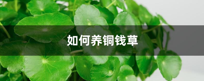 如何养铜钱草,怎么浇水 如何养铜钱草,怎么浇水