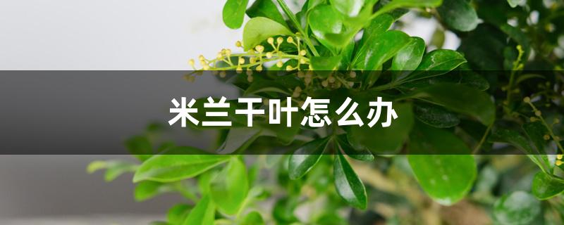 米兰干叶怎么办,怎么回事 米兰干叶怎么办,怎么回事