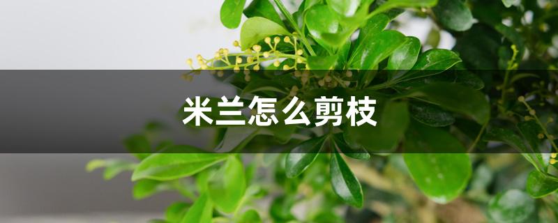 米兰怎么剪枝,修剪时间 米兰怎么剪枝,修剪时间