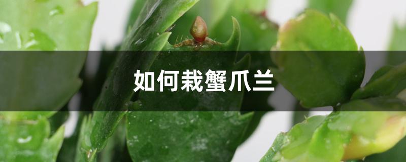 如何栽蟹爪兰,刚栽上能浇水吗 如何栽蟹爪兰,刚栽上能浇水吗