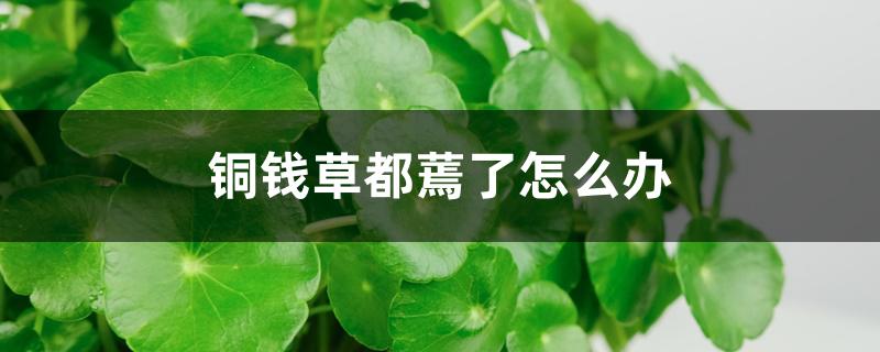铜钱草都蔫了怎么办,怎么回事 铜钱草都蔫了怎么办,怎么回事