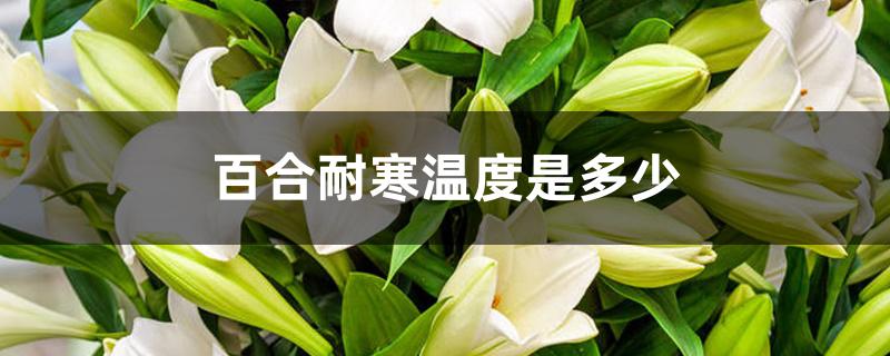 百合耐寒温度是多少,怎样过冬 百合耐寒温度是多少,怎样过冬